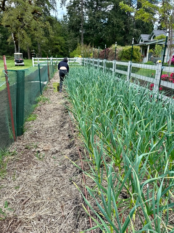Garlic beds at Ezra Lee Farm